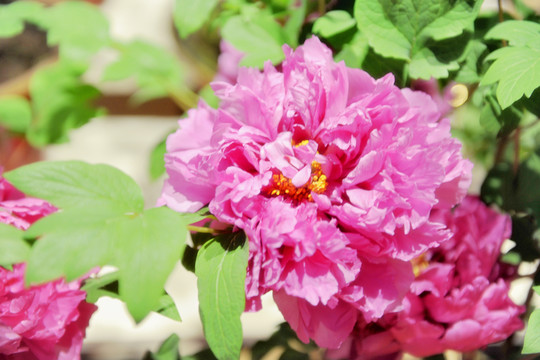 牡丹花開(kāi)
