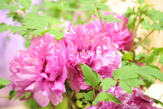 牡丹花開