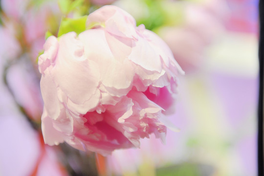 牡丹花