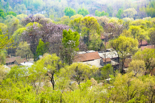 鄉(xiāng)村春景
