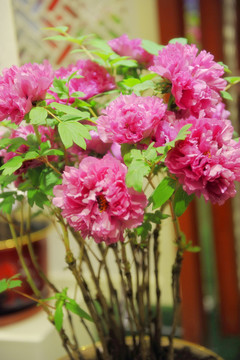牡丹花開