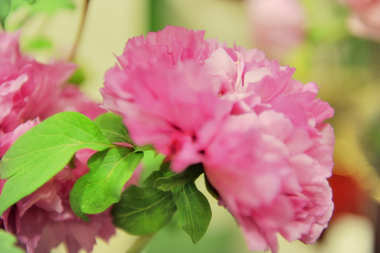 牡丹花