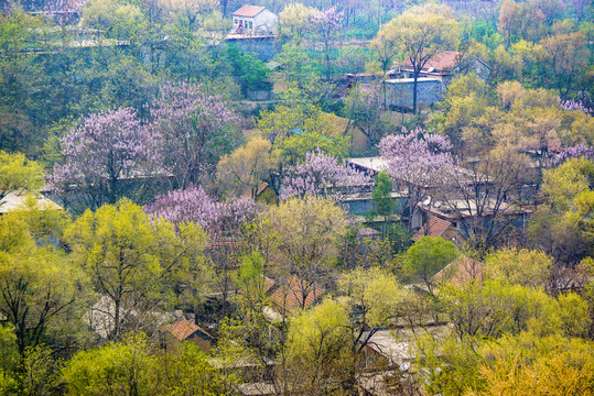 鄉(xiāng)村春景