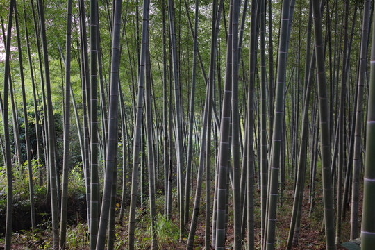 竹林