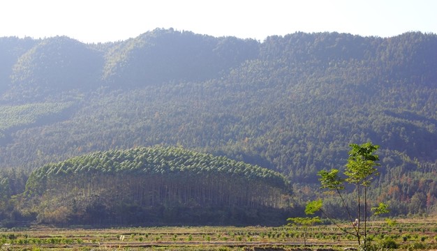 樹(shù)與山