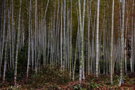 竹林