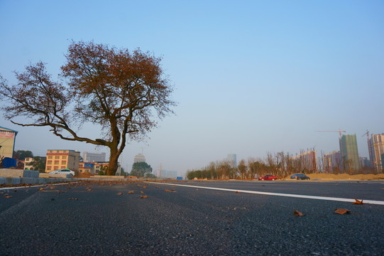 紅楓