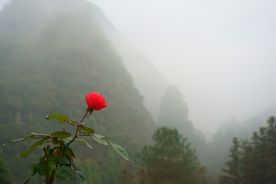 紅花