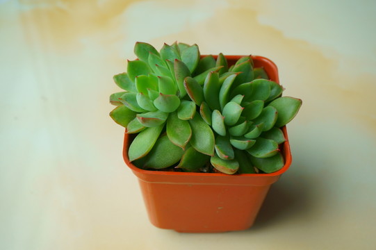 多肉植物