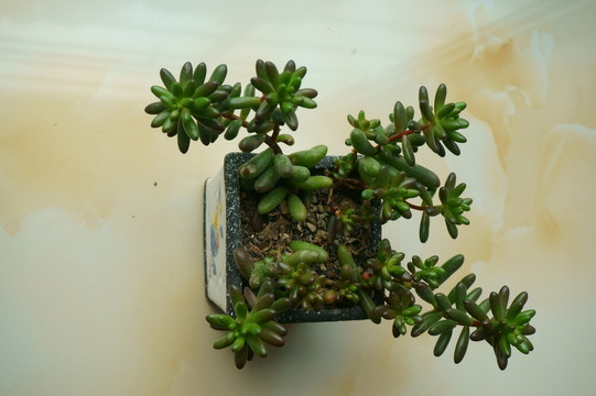 多肉植物