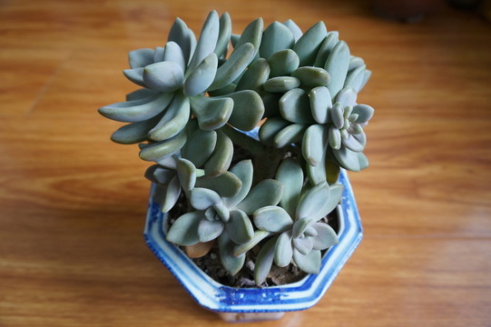 多肉植物