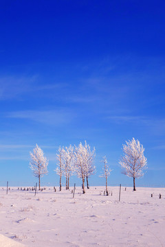 雪原樹林霧凇