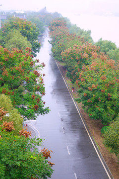 橘子洲彩林步道