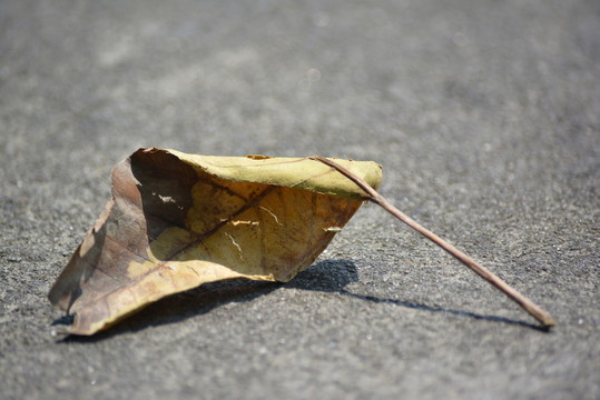枯樹(shù)葉