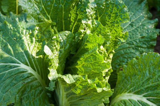 大白菜