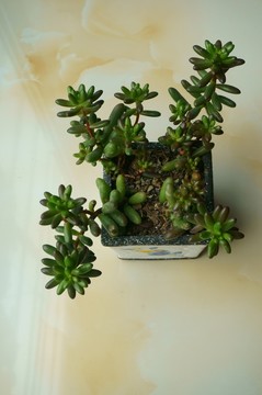 多肉植物
