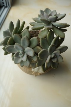 多肉植物