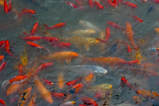 錦鯉魚