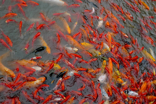 錦鯉魚