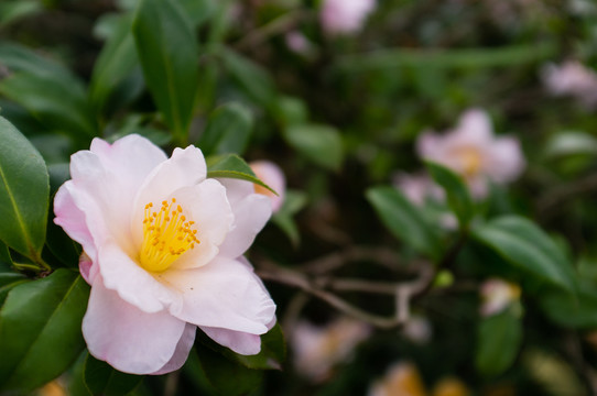 粉色茶花