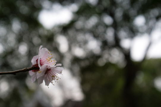 桃花特寫