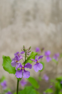 紫鳶尾花