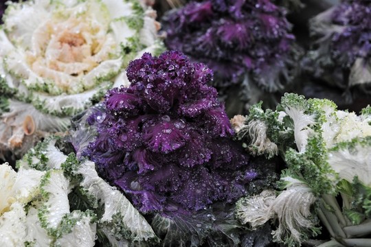 花卉  耐寒花