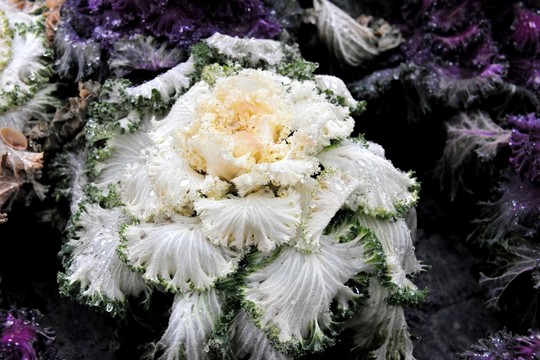 水白菜 園藝 招財(cái)