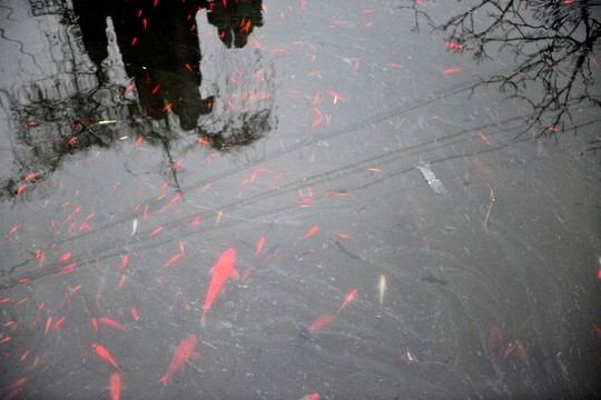 魚塘
