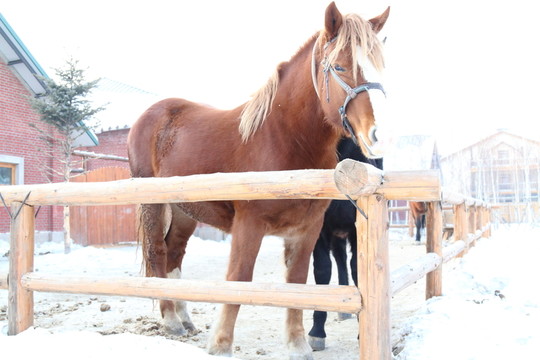 馬