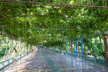 葡萄架 綠蔭走廊 葡萄園