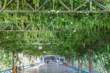 葡萄架 綠蔭走廊 葡萄園