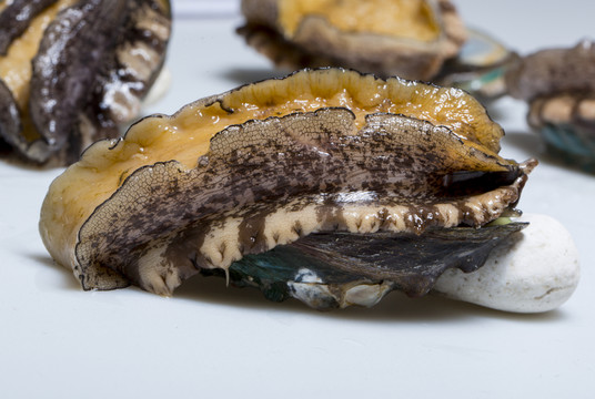 大連活鮑魚