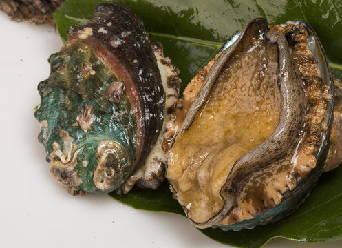 大連活鮑魚