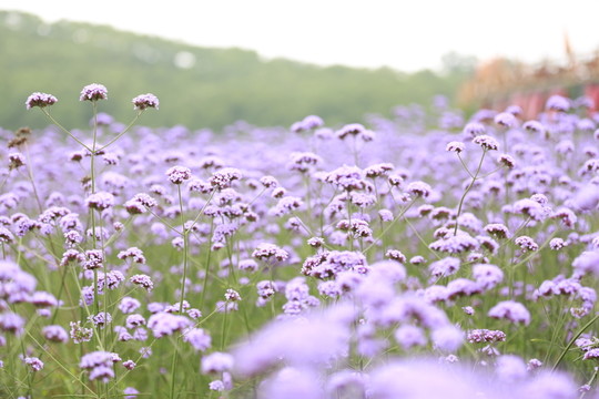薰衣草