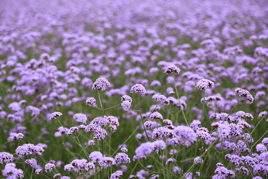 薰衣草莊園