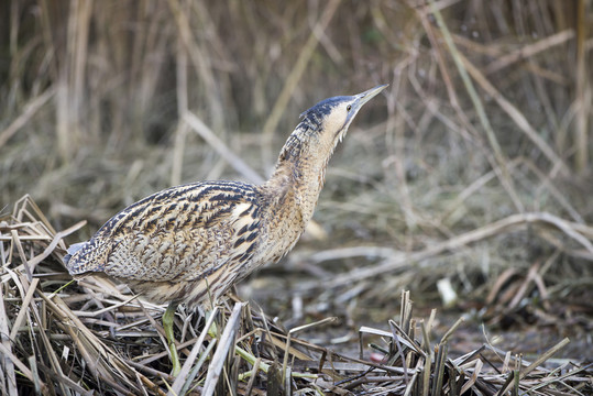 一只大麻鳽