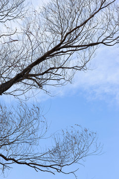 樹枝