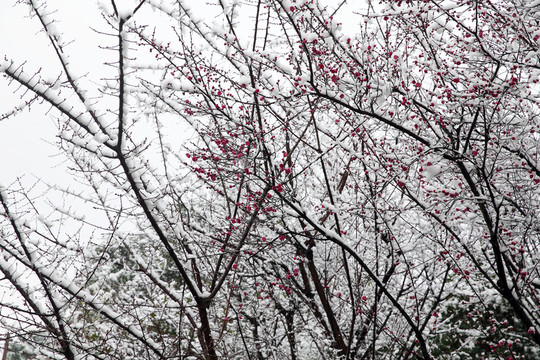 紅梅