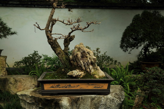 盆景園