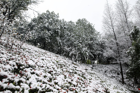 初雪
