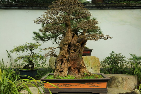 盆景園