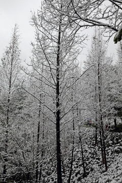 冰雪