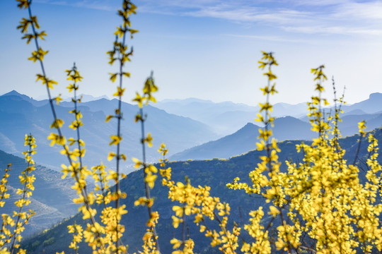 遠(yuǎn)山 黃花