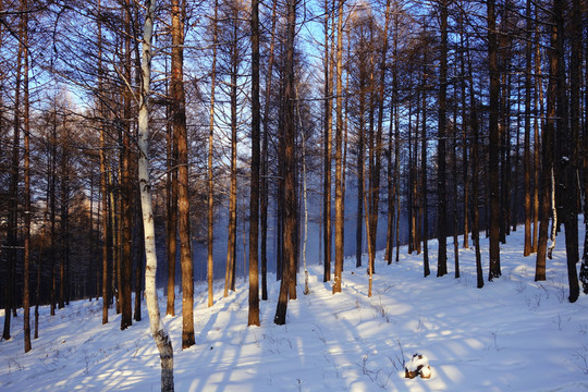 雪原松林