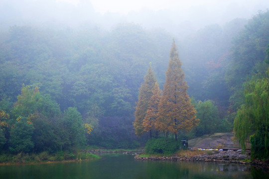 岳麓山雨霧中的山林