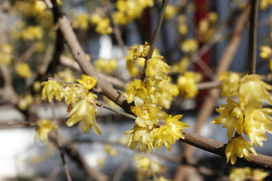岳王祠的迎春花