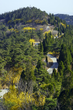 松樹(shù)林
