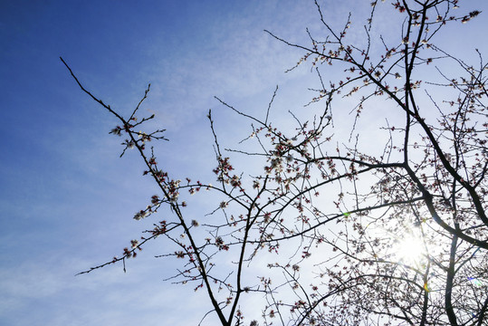 野外桃花枝