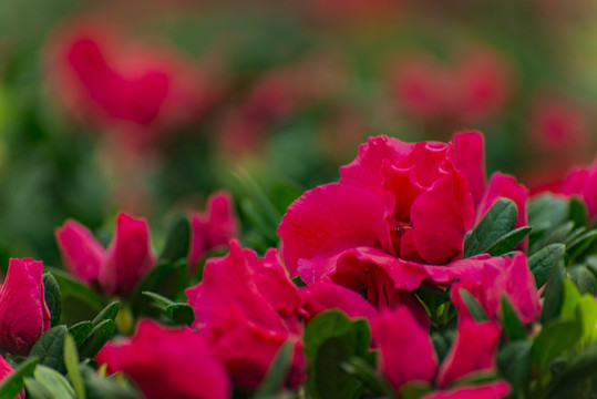 杜鵑花 杜鵑花海 掛畫 繪畫